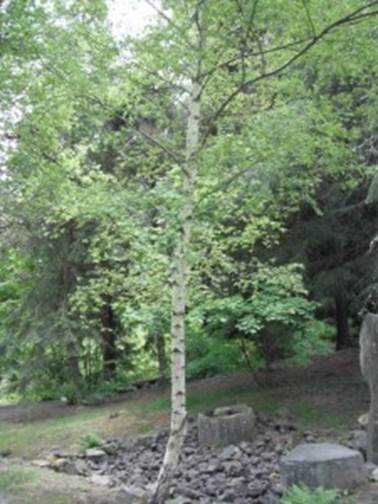 Descripción: Descripción: Paper Birch